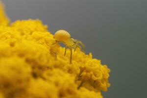 een geel pompoen spin camoufleert zelf Aan een geel bloeiend bloem foto