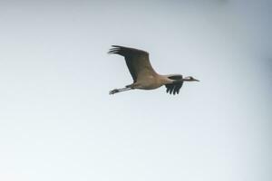 1 kraan vlieg in de blauw lucht in voorjaar foto