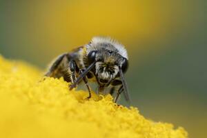 een bij zit Aan een bloem en verzamelt stuifmeel en nectar foto