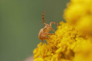 een geel pompoen spin camoufleert zelf Aan een geel bloeiend bloem foto