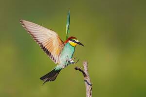 een kleurrijk bijeneter merops apiaster landen Aan een Afdeling foto