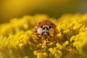 een rood lieveheersbeestje zit Aan een geel bloem en zonnebaadt foto