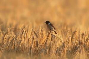 een stonechat saxicola rubicola zit Aan de oren van een tarwe veld- en zoekopdrachten voor insecten foto