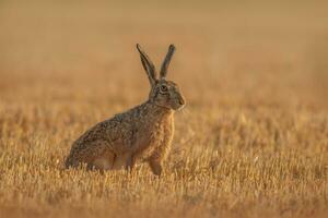 een Europese haas lepus europaeus zit Aan een geoogst stoppels veld- foto