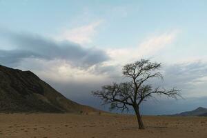 eenzaam droog acacia boom tegen blauw lucht en donker wolken foto