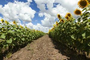 geel zonnebloemen en wit wolken tegen een blauw lucht foto