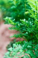 achtergrond van een weelderig groen wortel tops Aan de tuin bed. selectief focus foto