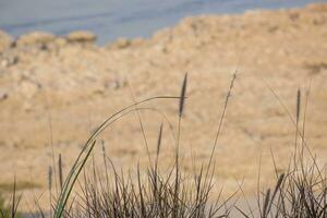 selectief focus abstract rollen gras met gouden hoog berg blauw lucht achtergrond foto