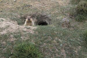 alpine marmot is op zoek cameraman. foto