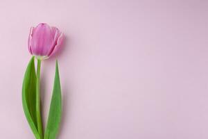 roze single tulp bloem, kant visie. mooi roos Aan een stam met bladeren geïsoleerd Aan een roze achtergrond. natuurlijk voorwerp voor ontwerp voor vrouwen dag, moeder dag, verjaardag. plaats voor tekst. foto