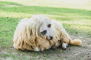 schapen op groen gras foto