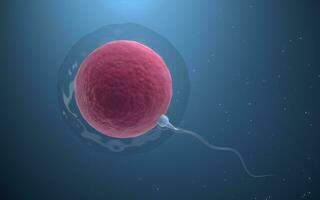 de unie van sperma en een ei cel, 3d weergave. foto