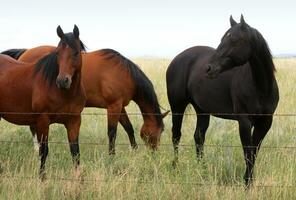 een trio van dramatisch paarden in een Colorado weiland foto