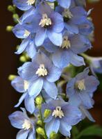 levendig dichtbij omhoog detail van blauw delphinium bloemen foto