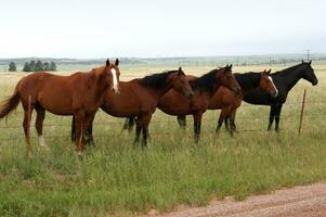 vijf knap paarden staand in een lijn foto