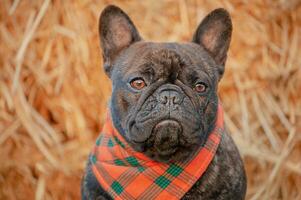 Frans bulldog in een oranje bandana. portret van een gestroomd hond Aan een rietje achtergrond. foto