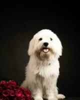 gelukkig puppy portret Aan zwart achtergrond vrolijk hond Aan zwart achtergrond met kleurrijk bloemen, perfect voor dierenthema projecten. foto