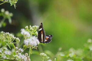 kleurrijk vlinder en bloem in natuurlijk schoonheid delicaat vlinder en levendig bloem vastleggen van de natuur schoonheid. foto