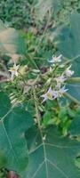 een fabriek met wit bloemen in de midden- van een groen veld- foto