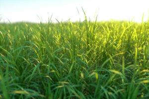 groen gras en helder veld, natuurlijk landschap, 3d weergave. foto