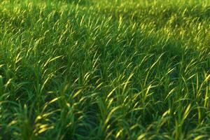 groen gras en helder veld, natuurlijk landschap, 3d weergave. foto