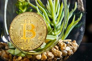 fysiek cryptogeld gouden bitcoin munt en bloemen. kopiëren ruimte voor tekst. selectief focus. foto