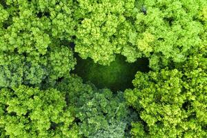 antenne van groen bomen met halve maan interval veld. foto