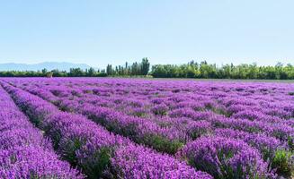 lavendel landhuis Aan een zonnig dag. foto