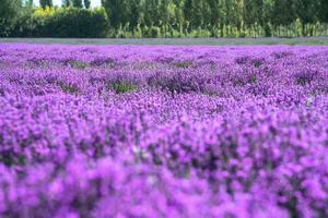 lavendel landhuis Aan een zonnig dag. foto