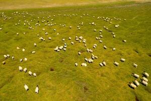 schapen Aan de prairie met blauw lucht. foto