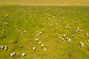 schapen Aan de prairie met blauw lucht. foto