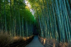 arashiyama bamboegroef in kyoto, japan