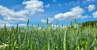 een veld- van groen rogge tegen een blauw lucht met wolken foto