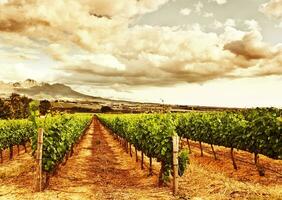 zuiden Afrikaanse wijngaarden foto