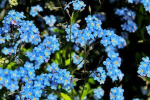 bloemen, vergeten me niet beeld foto