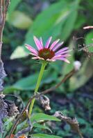 Purper zonnehoed, bloem, fabriek beeld foto