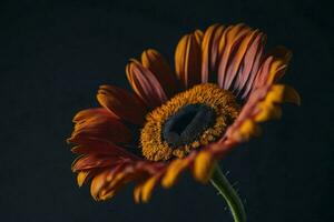 macro fotografie van een levendig geel gerbera madeliefje bloesem, gevangen genomen in voortreffelijk detail. foto