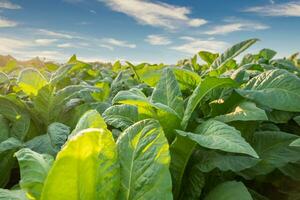dichtbij omhoog van tabak groot blad gewassen groeit in tabak plantage veld, tabak industrie voor landbouw en exporteren. foto
