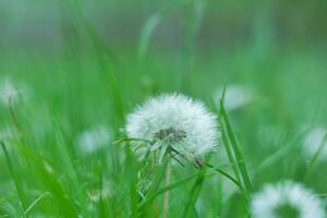 dichtbij omhoog beeld van fabriek en bloem foto