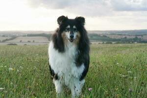 zwart en wit hond met lang haren Aan avond wandelen Bij platteland van Engeland uk foto