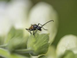 bruine houtkever zit op een bloesem van het witte vingerhoedskruid foto