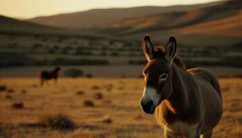 ezel begrazing Aan gras in landelijk zonsondergang, schattig dier portret gegenereerd door ai foto