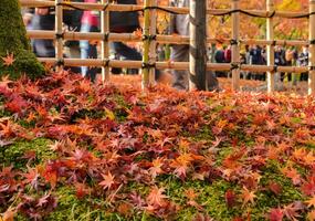 herfst kleur gedaald bladeren Aan gronden in Japan foto