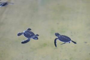 groot rood schildpadden in de water. schildpad boerderij in sri lanka. onderdak voor gehandicapt schildpadden. een plaats waar ze traktatie marinier dieren dat hebben geleden Bij de handen van stropers foto