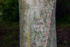 detailopname van kastanje blaffen. de structuur van de romp van aesculus hippocastanum ik. achtergrond van leven hout. huid van de Woud natuur. foto