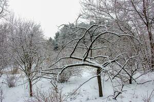 eik quercus Robur in winter gedekt met sneeuw in de botanisch tuin in dnipro, Oekraïne. foto