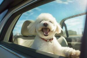 schattig bichon frise hond op zoek uit van auto venster , ai gegenereerd foto