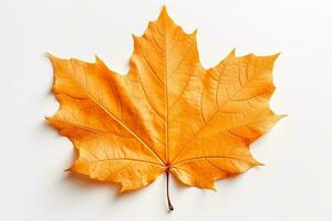 herfstkleurig vallen blad met structuur geïsoleerd Aan wit achtergrond foto