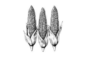 reeks van maïs hand- tekening schetsen wijnoogst gravure vector illustratie. foto