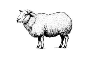 schattig schapen of lam gravure stijl vector illustratie. realistisch afbeelding. foto